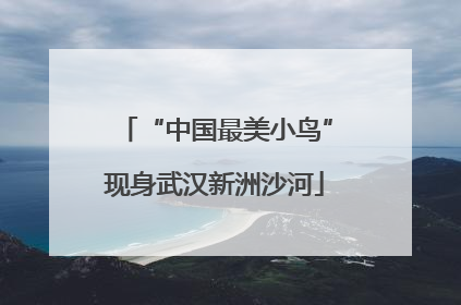 “中国最美小鸟”现身武汉新洲沙河