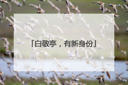 白敬亭，有新身份