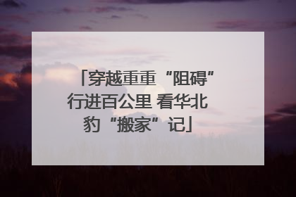 穿越重重“阻碍”行进百公里 看华北豹“搬家”记
