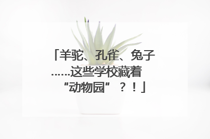 羊驼、孔雀、兔子……这些学校藏着 “动物园”？！