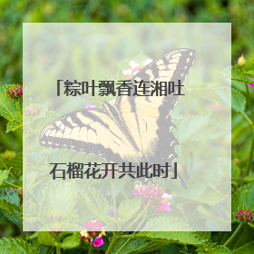 粽叶飘香连湘吐 石榴花开共此时