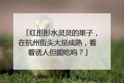 红彤彤水灵灵的果子，在杭州街头大量成熟，看着诱人但能吃吗？