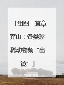 组图｜宜章莽山：各类珍稀动物频“出镜”