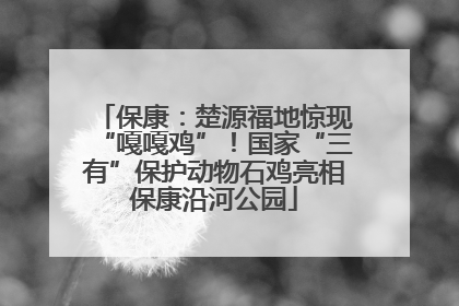 保康：楚源福地惊现“嘎嘎鸡”！国家“三有”保护动物石鸡亮相保康沿河公园