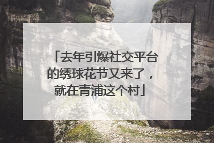 去年引爆社交平台的绣球花节又来了，就在青浦这个村