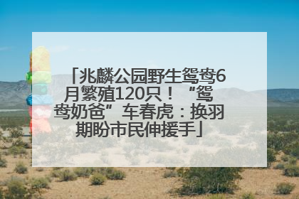 兆麟公园野生鸳鸯6月繁殖120只！“鸳鸯奶爸”车春虎：换羽期盼市民伸援手