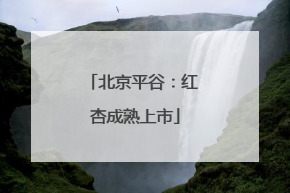 北京平谷：红杏成熟上市