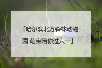 哈尔滨北方森林动物园 萌宝陪你过六一