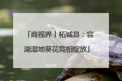 商视界丨柘城县：容湖湿地葵花竞相绽放