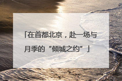 在首都北京，赴一场与月季的“倾城之约”