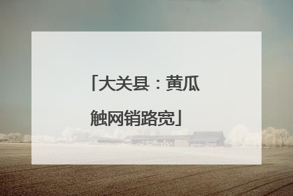 大关县：黄瓜触网销路宽