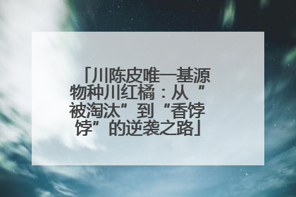川陈皮唯一基源物种川红橘：从“被淘汰”到“香饽饽”的逆袭之路