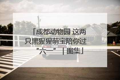 成都动物园 这两只黑猩猩萌宝陪你过“六一”｜图集