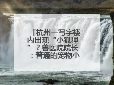杭州一写字楼内出现“小狐狸”？兽医院院长：普通的宠物小狗，像狐狸犬