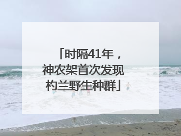 时隔41年,神农架首次发现杓兰野生种群