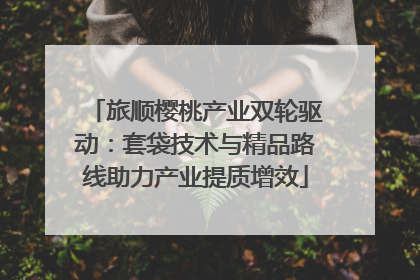 旅顺樱桃产业双轮驱动：套袋技术与精品路线助力产业提质增效