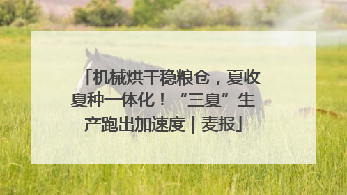 机械烘干稳粮仓，夏收夏种一体化！“三夏”生产跑出加速度｜麦报