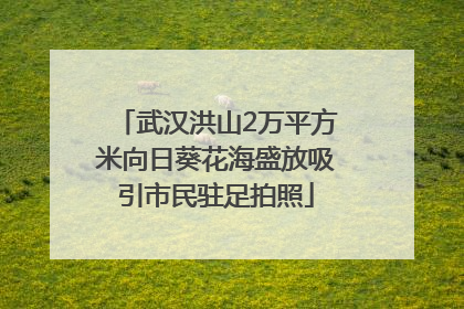 武汉洪山2万平方米向日葵花海盛放吸引市民驻足拍照