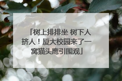 树上排排坐 树下人挤人！厦大校园来了一窝猫头鹰引围观