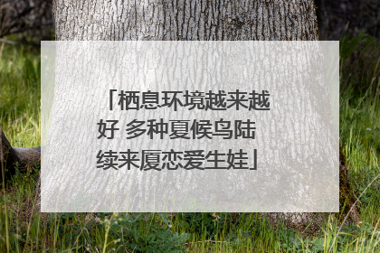栖息环境越来越好 多种夏候鸟陆续来厦恋爱生娃