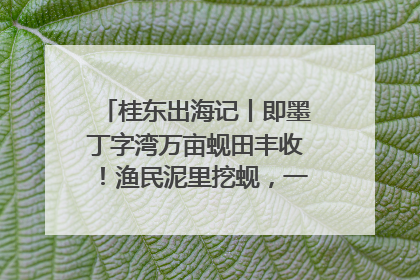 桂东出海记丨即墨丁字湾万亩蚬田丰收！渔民泥里挖蚬，一天上岸过千斤
