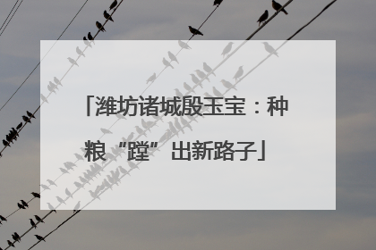潍坊诸城殷玉宝：种粮“蹚”出新路子