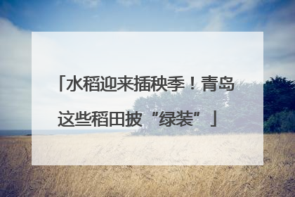 水稻迎来插秧季！青岛这些稻田披“绿装”