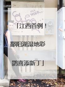 江西首例！鄱阳湖湿地彩鹮喜添新丁