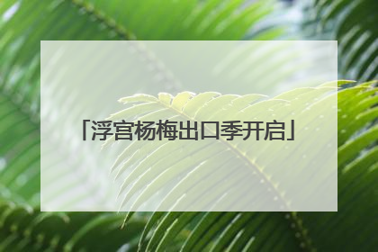 浮宫杨梅出口季开启