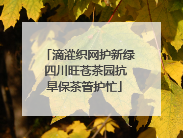 滴灌织网护新绿 四川旺苍茶园抗旱保茶管护忙