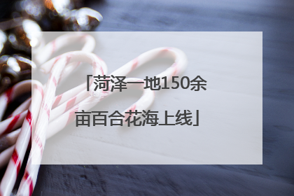 菏泽一地150余亩百合花海上线