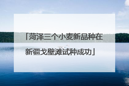 菏泽三个小麦新品种在新疆戈壁滩试种成功