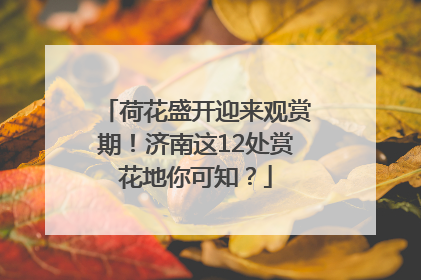 荷花盛开迎来观赏期！济南这12处赏花地你可知？