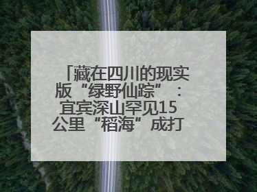 藏在四川的现实版“绿野仙踪”：宜宾深山罕见15公里“稻海”成打卡新地标