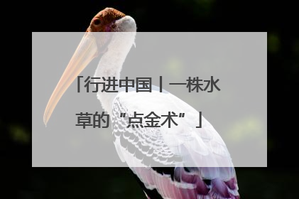 行进中国丨一株水草的“点金术”