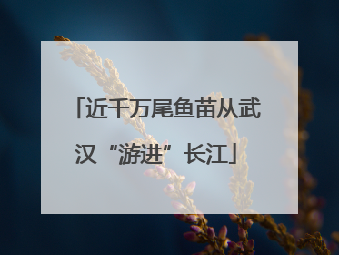 近千万尾鱼苗从武汉“游进”长江