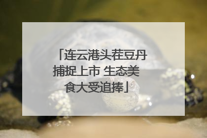 连云港头茬豆丹捕捉上市 生态美食大受追捧