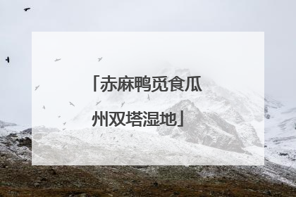 赤麻鸭觅食瓜州双塔湿地