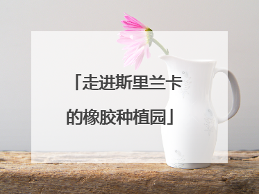 走进斯里兰卡的橡胶种植园
