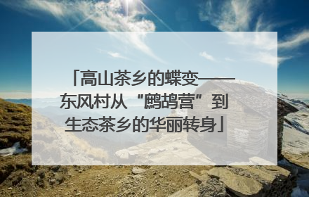 高山茶乡的蝶变——东风村从“鹧鸪营”到生态茶乡的华丽转身